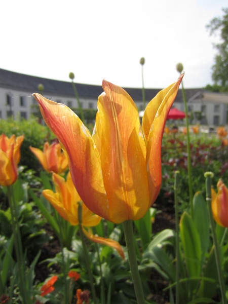 BUGA2011   229.jpg